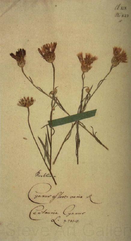 Johann Wolfgang von Goethe Herbarium sheet Norge oil painting art